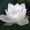 Angel_Angel_9675