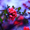 Menna_Nasser