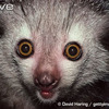 Creepy_Lemur880