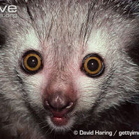 Creepy_Lemur880
