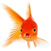 Goldfish0