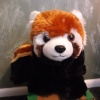 RedPandaChick