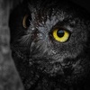 My_Lovely_Owl