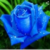 Blue_Roses_0583