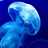 Believe_Jellyfish