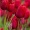 Red_Tulips