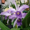 orchid1223