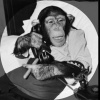 MonkeReviewer