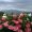 Amaryllis_4549