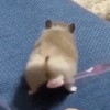 HamsterTw3rk