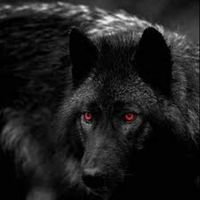 furiouswolf
