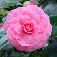 Pink_Camellia