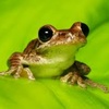 Frog_man32