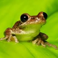Frog_man32