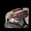 Silent_Jerboa