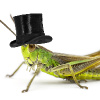 MundaneGrasshopper