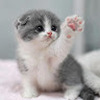 i_love_kittens