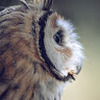 Owlize