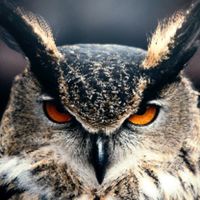 owl_boy