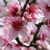 peach_Blossom