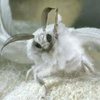Hello_Mothy_Moth