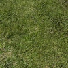grass_00