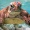 Turtle034