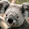 koala_lover