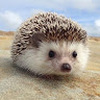 hedgehog_girl