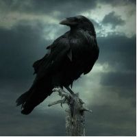 Dark_crow
