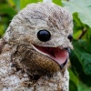 Potoo