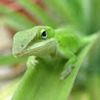 green_lizard