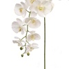 Orkid_putih01