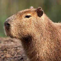DCapybara