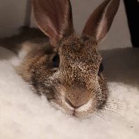 Rabbit_Ramsey