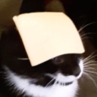 cat_witha_nice_hat