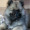 Raven_Dog