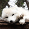 Arctic_Fox_9332