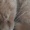 Kitty_the_kat