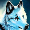 Blue_Wolf_9687