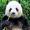 Jacquelin_Ho