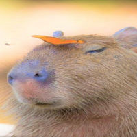 SleepyCapybara