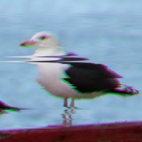 Man_Of_Seagulls