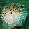 AirheadPufferfish