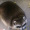 mchicken_3496