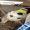 Sela_h