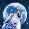 Wolf_Pack_2865
