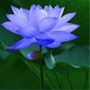 Blue_Lotus777
