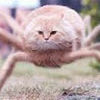 spidercat_44