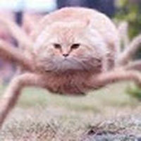 spidercat_44